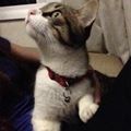 Perfil