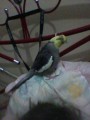 Perfil