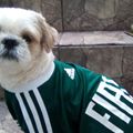 Perfil